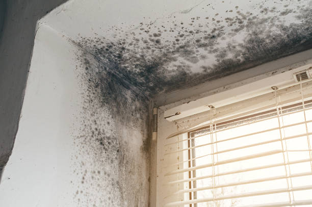 Affordable Mold Remediation solutions in Burnt Cabins, PA